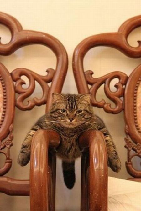 cat-on-chairs