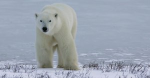 Classic-Polar-Bears-1-bear