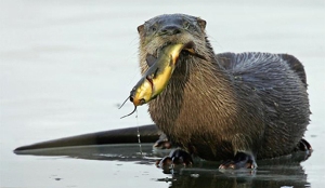 River-Otter-with-Fish_1